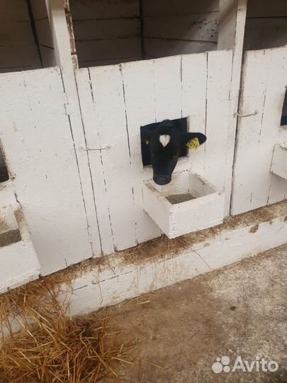 Телята и бычки на мясо