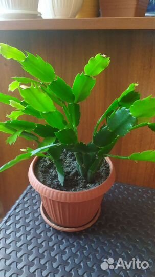 Цветок декабрист