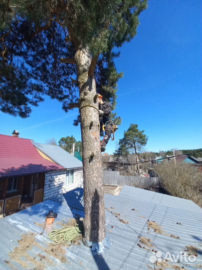 Спил деревьев