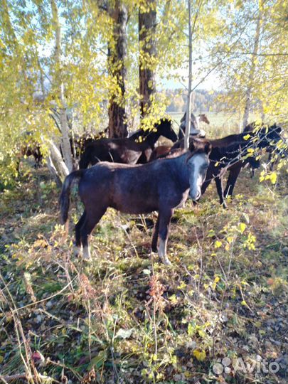 Орловской породы