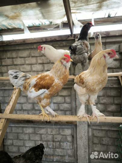Петухи