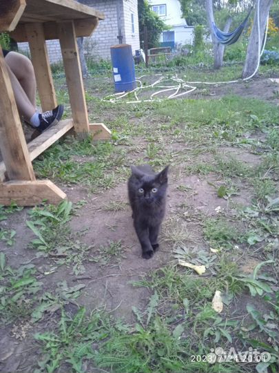 Кошечка мышеловка