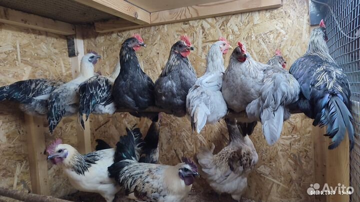 Породистые петушки
