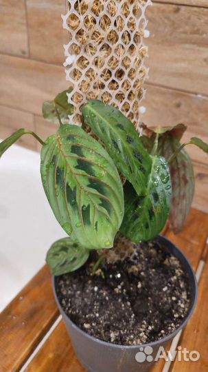 Тотем опора для растений