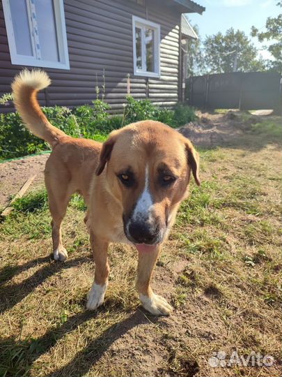 Найдена собака