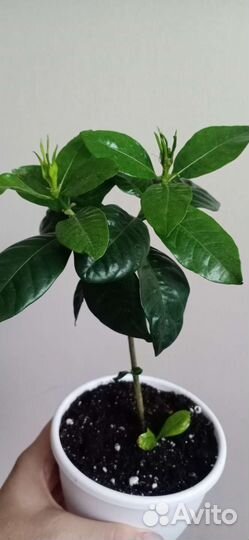 Гардения жасминовидная с бутонами