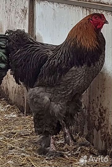 Инкубационное яйцо брама