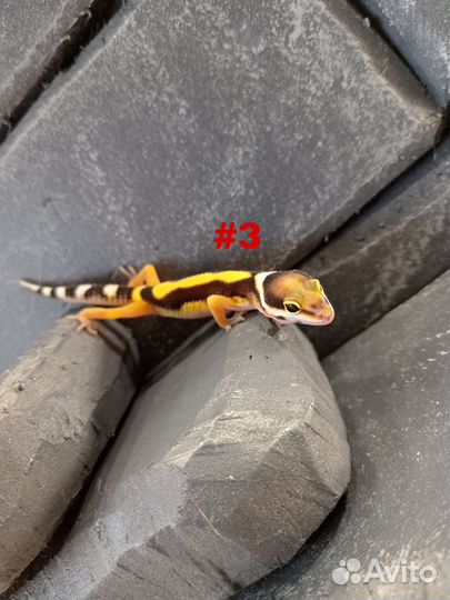 Улыбающаяся ящерица Эублефар