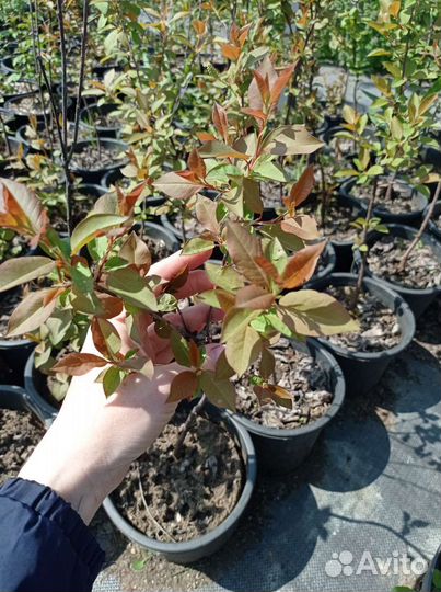 Черемуха виргинская красноплодная