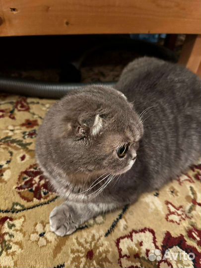 Шотландская вислоухая кошка