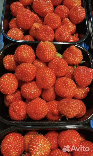 Поставщик продуктов и фруктов из Фуд Сити