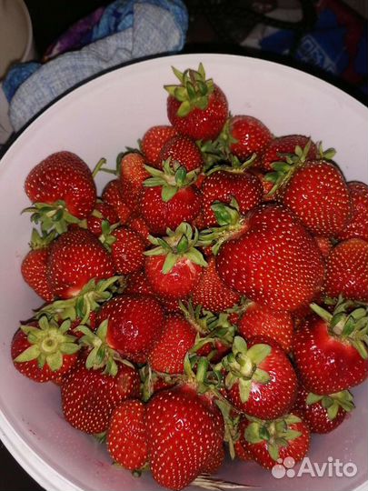 Рассада клубники