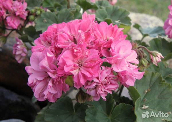 Герань махровая,спатифиллум