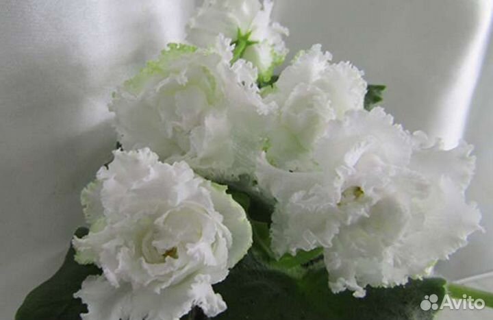 Фиалка - черенки с детками