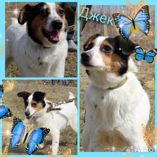 Не большая собачка бесплатно