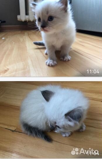 Котята в добрые руки