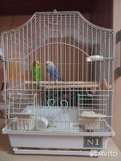 Волнистый попугай с клеткой