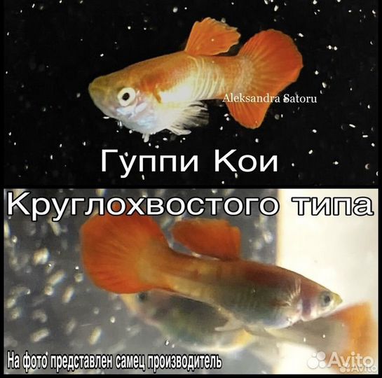 Консультации по содержанию аквариума