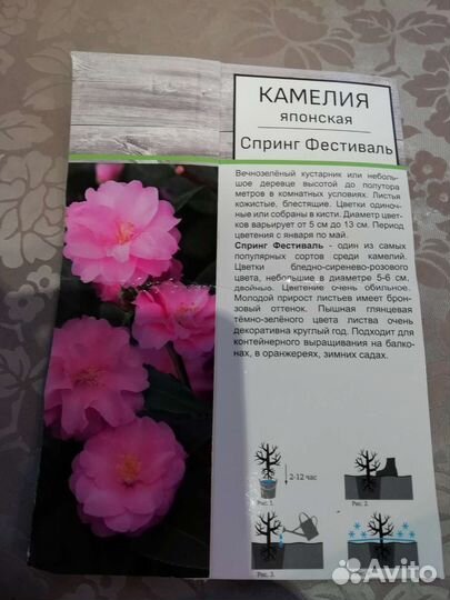 Камелия японская
