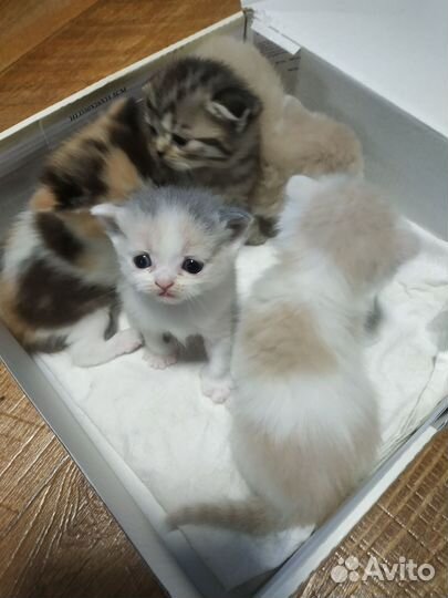 Шотландские котята