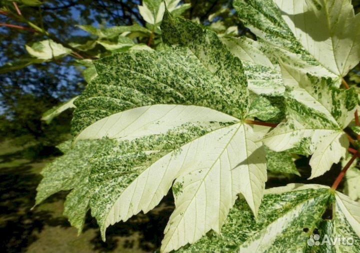 Саймон Льюис Фререс