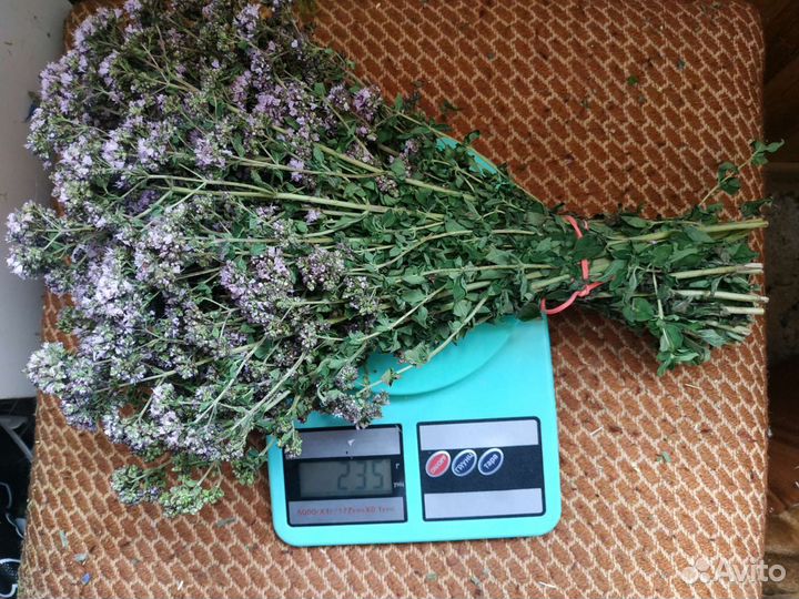 Сухоцвет душица лесная