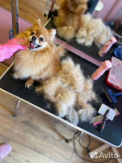 Стрижка собак, груминг