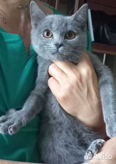 Котенок(девочка)