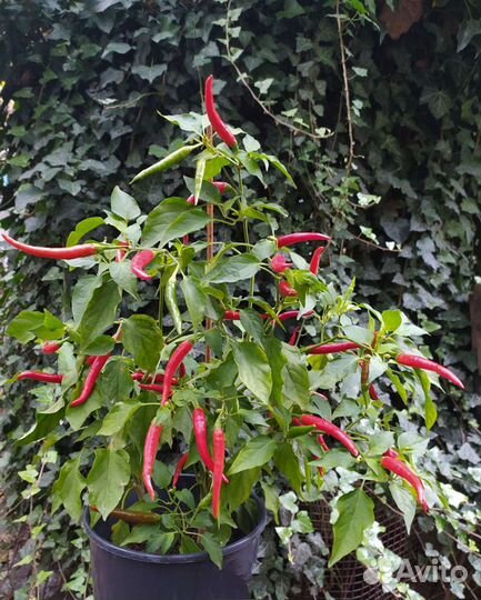 Семена жгучего Тайского перца, Восточный гость