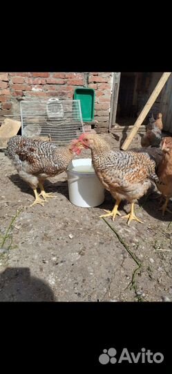 Петушки белефердер возраст 3 месяца