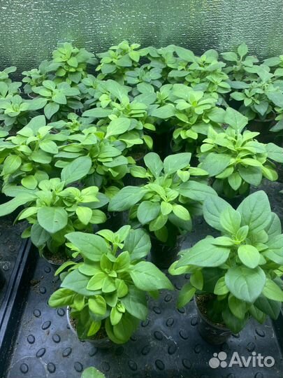 Черенки петунии тайдал