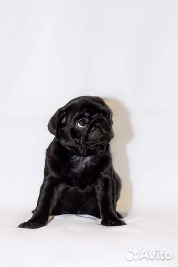 Щенки мопса