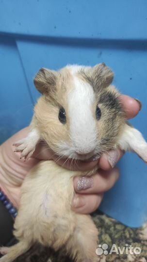 Морские свинки