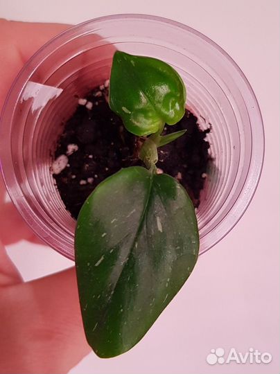 Сциндапсус, филодендрон, фикус и др