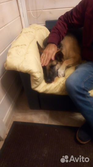 Ветеринарный врач Ветеринар Круглосуточно 24 часа