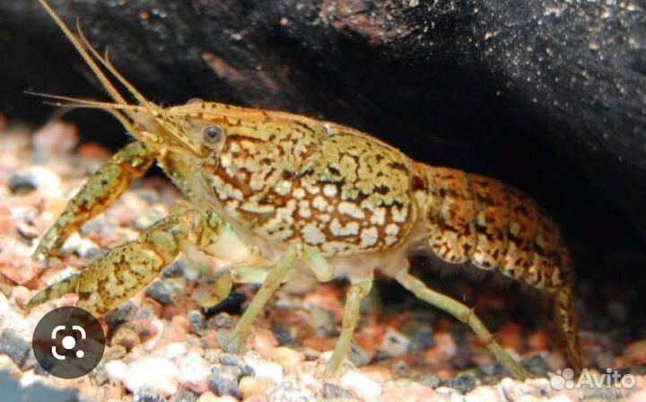 Мраморный рак (аквариумные)