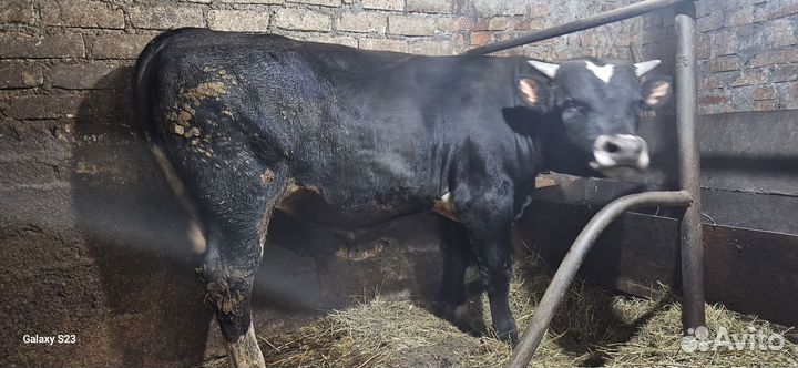 Бык и телёнок