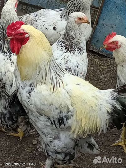 Куры петухи