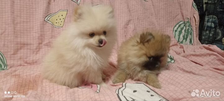 Щенки шпица