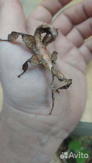 Палочники трех видов, Кормовые насекомые