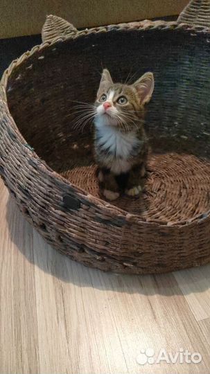 Котенок в добрые руки