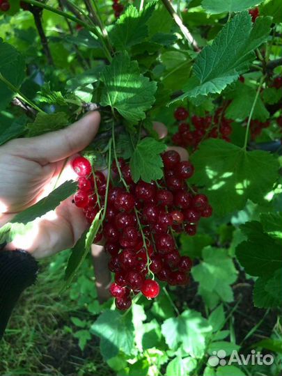 Саженцы красной смородины