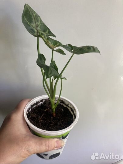 Сингониум Тиффани