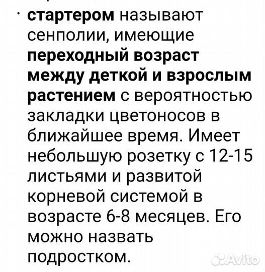 Сортовые фиалки (стартёры)