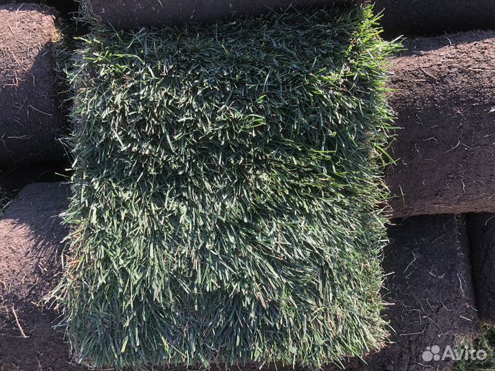 Рулонный газон