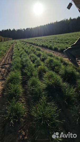 Сеянцы ели окс