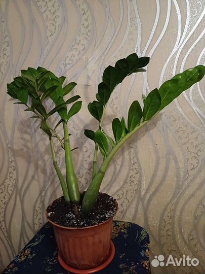 Замиокулькас