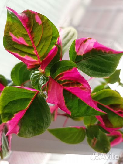 Альтернатера