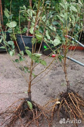 Кусты малины, саженцы вишни и сливы