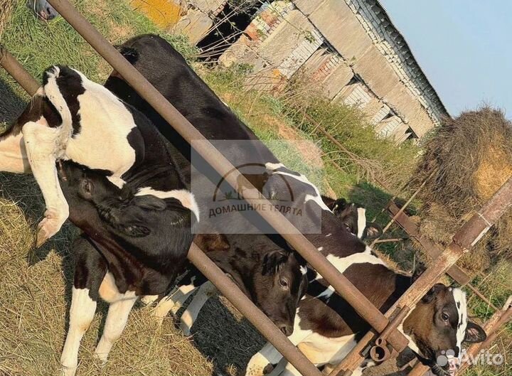 Бычки телята телочки